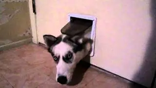 Leelu and the cat door