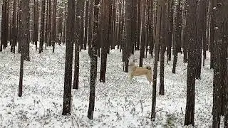 Работа ЗС Лайки по белке