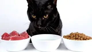 Black cat eating ASMR 🐈&zwj;⬛ 