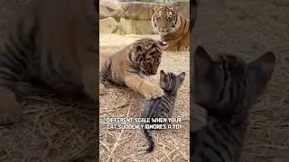Мозг тигра в вашей домашней кошке 😼 Объяснение психологии животных #короткометражки