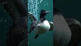 3 Amazing Facts About the Common Loon 🦆