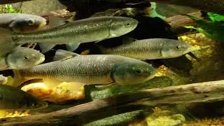 New Minnow In My Native Tank Was Eaten