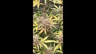 Big Buddha Blue Cheese Week 4 Flowering