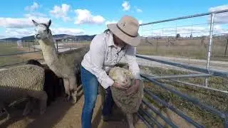 Drenching Sheep