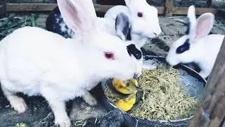Cute Rabbit Video | Daily Rabbit Care | Rabbit Nutrition And Diet | Feeding My Rabbits | Cuteness