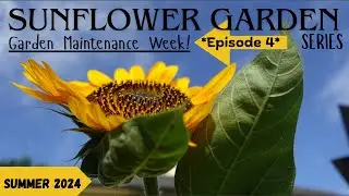 Sunflower Garden Maintenance Week 💪