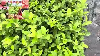 Taiwan pink bag, plant, best quality, guaranteed plans, best price,9553345100