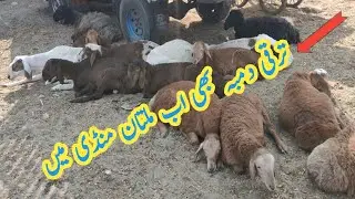 Turkey Dumba Market | Multan Cattle Market 2024 |
