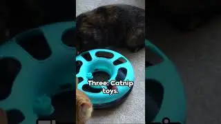 Crafty Cat Creations: 5 DIY Home Crafts Your Kitty Will Adore! 🐾🎨