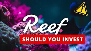 Reef #finance #news today