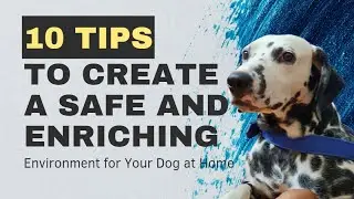 10 Tips to Create a Safe and Enriching Environment for Your Dog at Home @iaminspiringleo #dogs