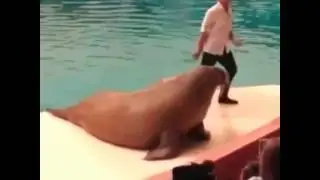 Walrus dance