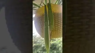 Money plant #shorts #utubeshorts