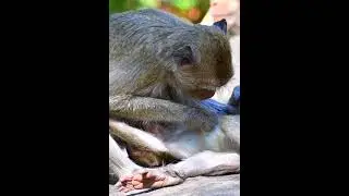 Tiny Baby Monkey Find Milk From Mom