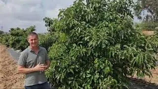 Gestión Integrada de Plagas en cultivo de aguacate. IFAPA Centro Campanillas [Málaga 26/08/2024]