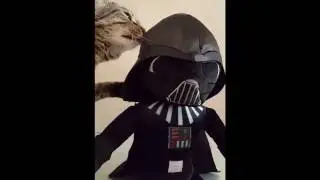 Cat vs Darth Vader (Random Video) | AllDayDisney