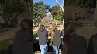 Auckland zoo, New Zealand