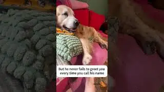 When your senior dog has arthritis but never fail to greet you