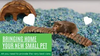 Provide the best care for your new small pet: hamsters, guinea pigs, rabbits & more!