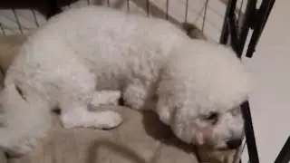 Tulog with the dog na makulit