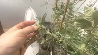 Hash bash cup grow journal