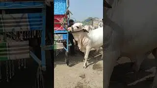 Vip Gulabi Bachra #sstv #shorts #subscribe