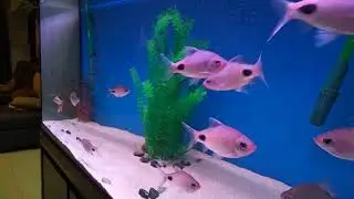 Filament barb(4.5ins !)+ mascara barbs-showing their beautiful colours !