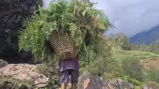 Remote mountain villager daily life in my local mountain area visit