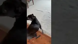 All that to lick the cat food bowl 😄🐶🐾 #doglovers #dogs #catlovers #cats