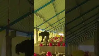 Day 5 #reels#trending#shortsvideo #farmchallenge #farmchallenge