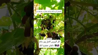 Gul Grapes Attock🍇😱#gulgrapes #grape #attock #youtubeshorts #shortvideo #damanhazroattock