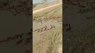 #khakicampbell #kohalpur #nepal #farming #duck#hash#has#khakicampbellduck (सम्पर्क 9800548645)