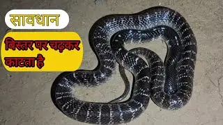 सावधान! बिस्तर पर चढ़कर काटता है, snake rescue training center, Mishra ji, snake video 