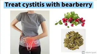 Heal cystitis (UTI) with bearberry (Uva Ursi) &mdash; Used primarily for urinary tract disorders