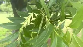 Pawnee Papershell Pecan crop outlook spring 2023