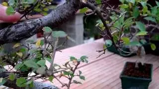 Bonsai Zero - Rebajando tocones