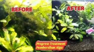 progress menghilangkan alga di akuarium setelah 1 bulan lebih #alga #akuarium