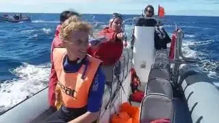 Swimming with Dolphins - Zwemmen met Dolfijnen