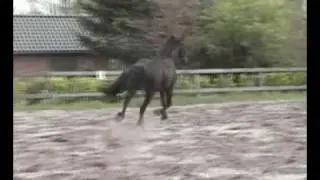 Mitte van D'oeve (Onne 376 x Piter) 2yr old trotting