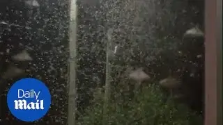 Horde of moths sticking to windows has invaded a small town in France