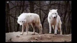 Ep. 4| 339 mammals series| the Arctic Wolf 🐺 