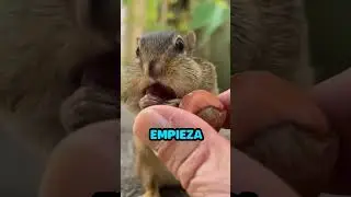 Esta ardilla come las nueces necesarias para sobrevivir