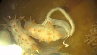 Nudibranchia: Polycera quadrilineata egg-laying