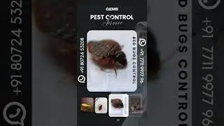 Pest Control Service Chennai #PestControl #PestFreeHome #BugFreeLiving #TermiteControl