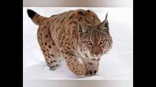 Cougar/Puma v/s Lynx Video🐆🐆!!