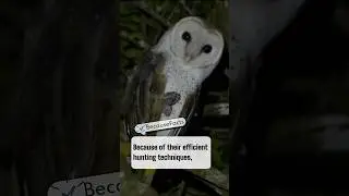 BecauseFacts - Barn Owl Fact