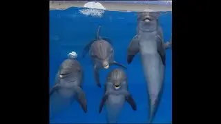Dolphin - Inspiring Music Video - 