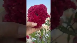 Nanu k favorite flowers &ldquo;Cockscomb (Celosia cristata)&rdquo; 🌺 #BloomMagic#VelvetFlower#kutchhimadu