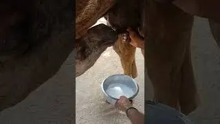 Camel Milk And Camel Baby Feeding..Don't Miss End😃😃 #desertanimals #animals #camel #babyanimals