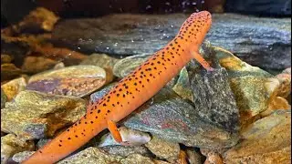 Northern Red Salamander - Pseudotriton Ruber Update